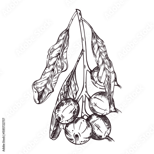 Vector illustration of a branch with macadamia nuts, a branch with leaves and green nuts. All objects are hand-drawn with ink. For printing on fabric, paper, packaging of goods, products.