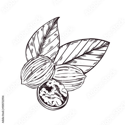 Walnut composition, whole nuts in the shell, half a nut, walnut leaves. Vector illustration hand-drawn with ink. For printing on tableware, kitchen textiles, food packaging. Vector illustration