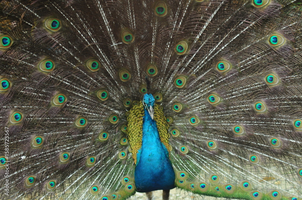 Fototapeta premium Species birds of the family Pavo cristatus. Majestic Peacock Detailed View Head and Neck displaying vibrant blue colors emerald details plumage showcasing iridescent feathers in full bloom