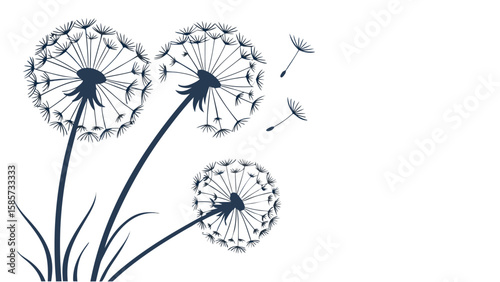 Dark blue dandelions with flying seeds illustration on white background showing three flower heads and grass blades