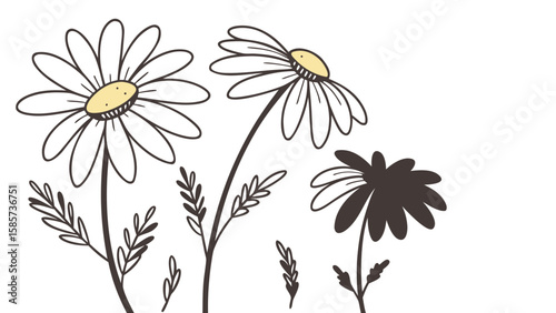 Simple daisy flowers illustration with white petals yellow centers and dark brown stems and leaves on white background