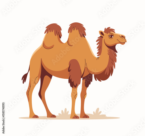 Camel Illustration