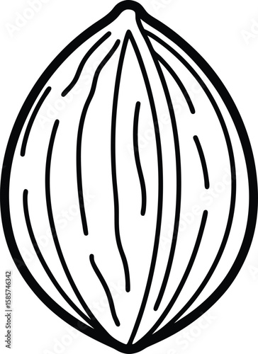 Whole nutmeg line art vector illustration