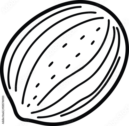 Whole nutmeg line art vector illustration
