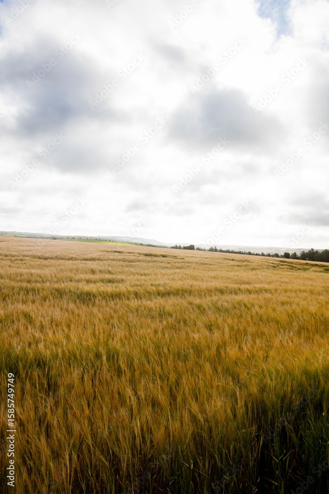 Vast golden cereal crop field is stretching across horizon in flat design under cloudy sky