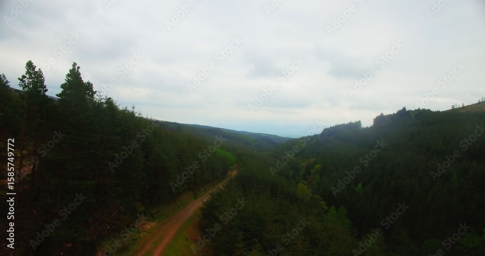 Fototapeta premium Dirt road amidst trees at forest