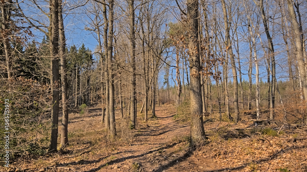 Fototapeta premium Hiking trail in the woods on a sunny day near Eupen, Belgium