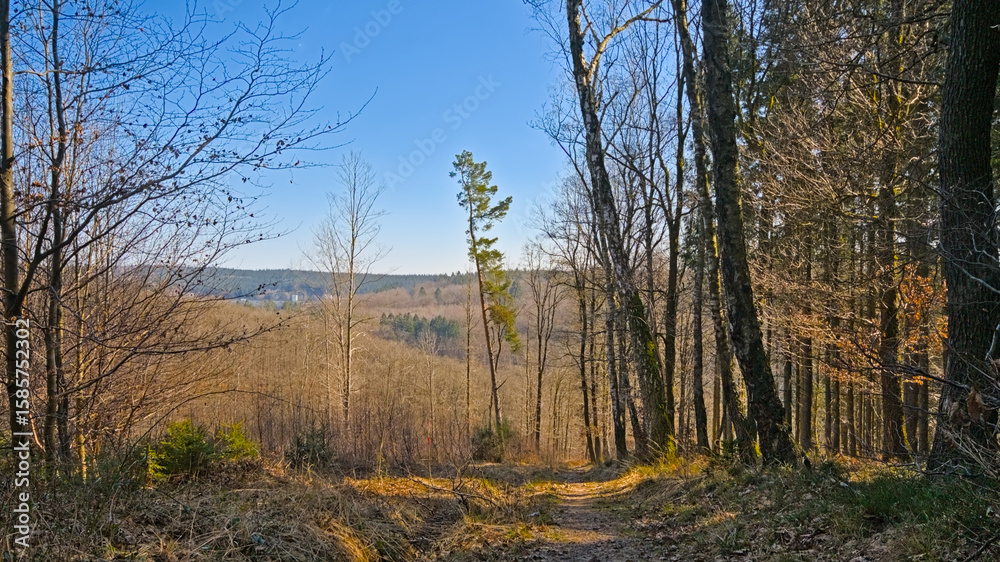 Fototapeta premium Hiking trail in the woods on a sunny day near Eupen, Belgium 