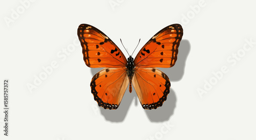 Vibrant orange butterfly on a white background showcasing delicate wing patterns