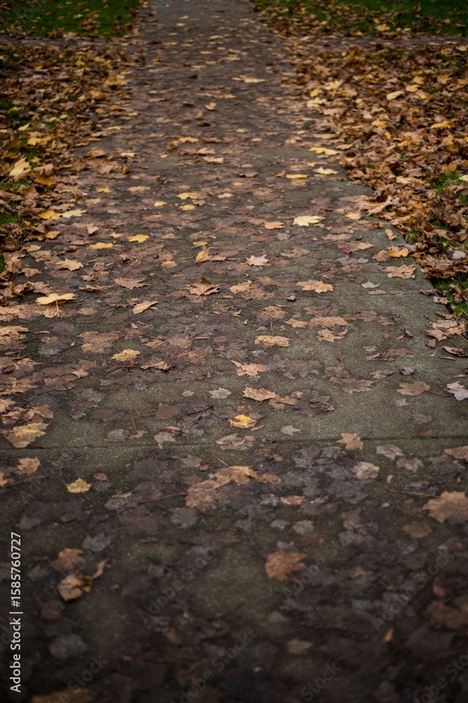 Fototapeta premium High angle view of autumn leaves on walkway