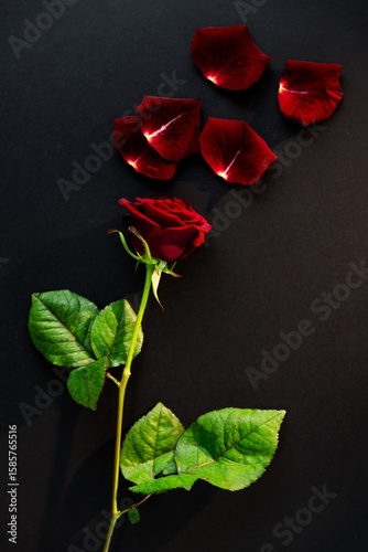 Red rose with petals on black background
