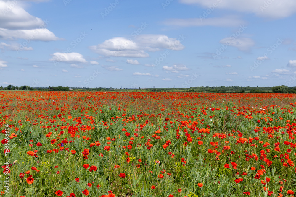 Obraz premium Poppy flowers in the summer field