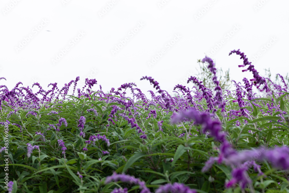 Obraz premium Purple sage plants