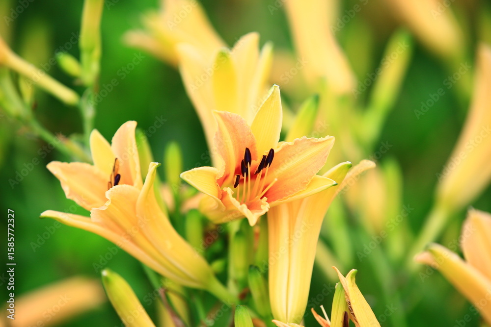 Obraz premium Daylily or Hemerocallis fulva flowers or Orange Daylily blooming in the garden with soft background 