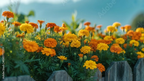 Vibrant Marigold Garden in Full Bloom, Bright Orange Flowers Under a Clear Blue Sky