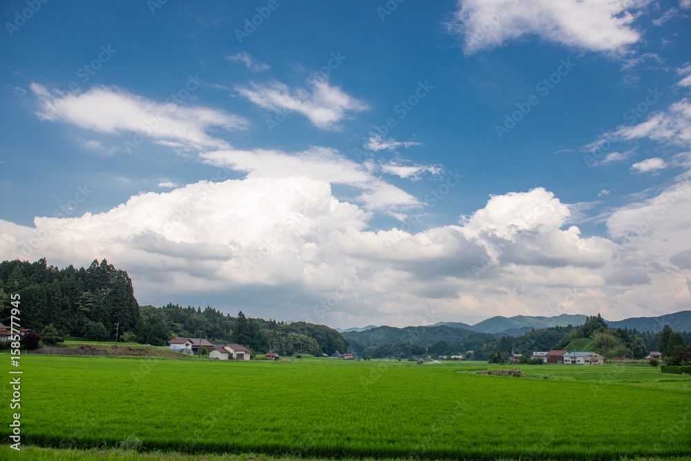 里山の田んぼ 里山の田んぼ