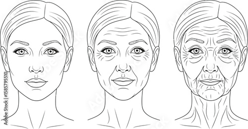 Visualizes female aging progression through line art illustrations