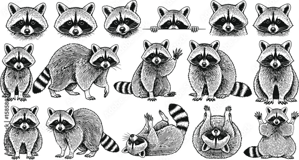 Obraz premium Charming raccoon collection featuring various poses and expressive faces.