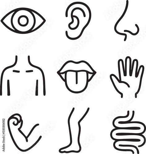 Collection of simple, stylized line art icons representing human body parts and senses, ideal for medical or educational concepts.