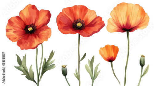 Red and yellow tulips with green stems in vibrant spring bloom on white background