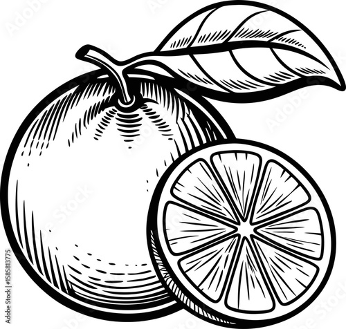 Hand drawn orange fruit with leaf and sliced wedge black and white citrus illustration, retro engraving design