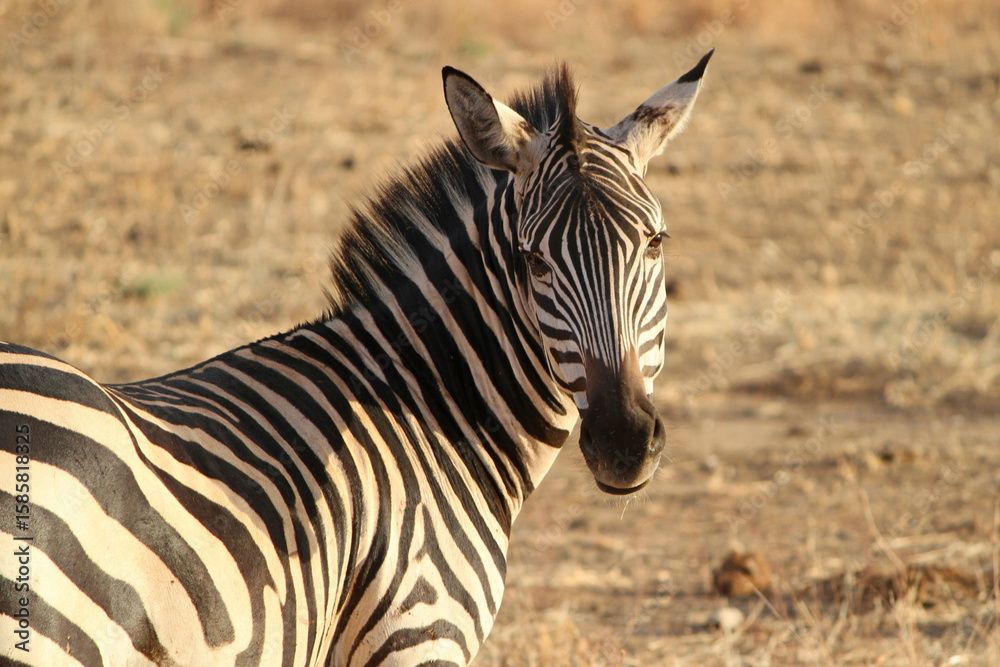 Naklejka premium close up of a zebra in the wild