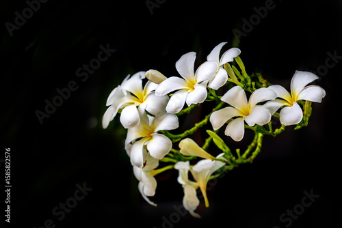 selective focus of plumeria flower in garden.