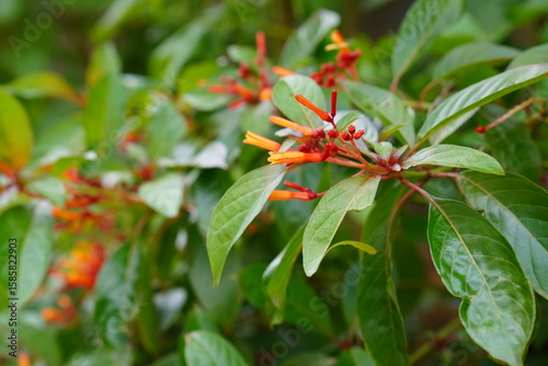 close up view of a yellowish-red flower