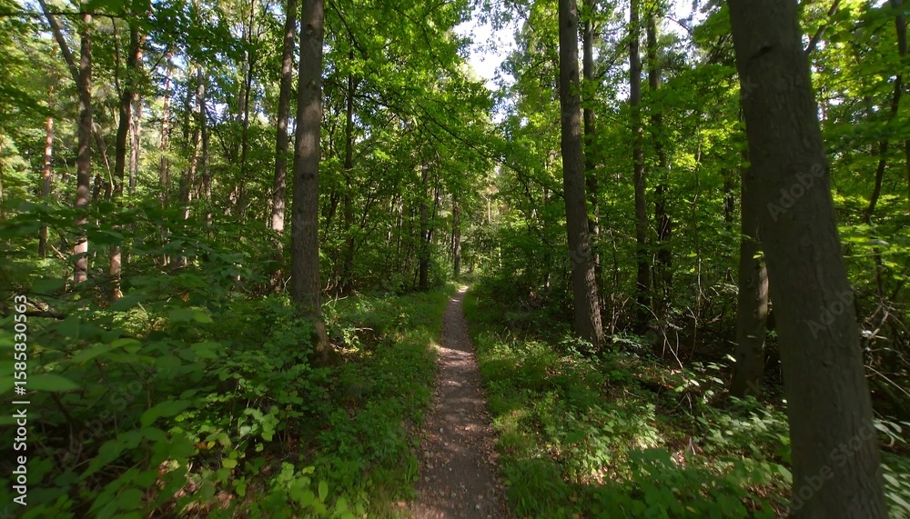 Obraz premium Forest path in sunlight