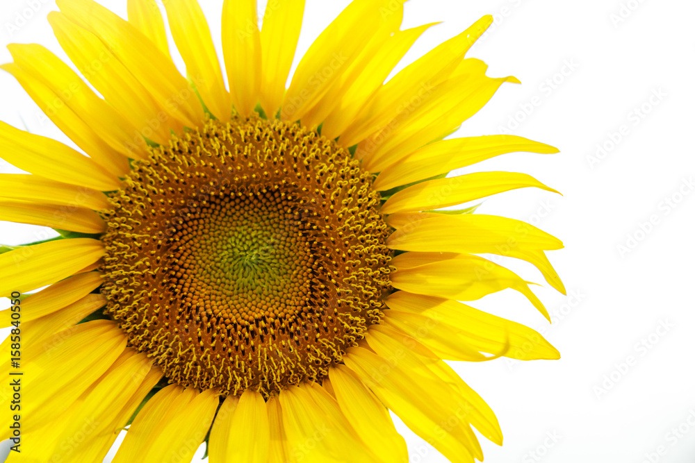 Fototapeta premium Close-up of a Single Sunflower in Full Bloom in a Summer Field
