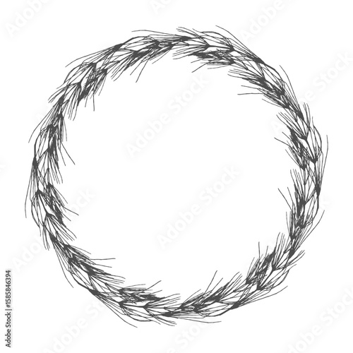 Wreath field Horsetail (Equisetum arvense) on white background.