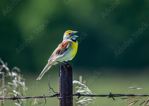 Singing Dickcissel
