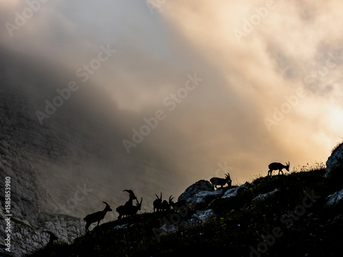 Silhouetted ibex graze on a hillside against a cloudy sky. The mountain is partially obscured by fog. Julian Alps, Tarvisio, Friuli Venezia Giulia, Italy