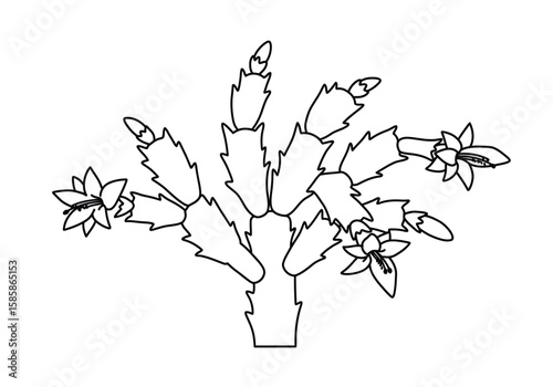 Christmas cactus drawing. Black and white outline of a Christmas cactus, a popular flowering houseplant that blooms during the winter holidays. Vector sketch line art draw.