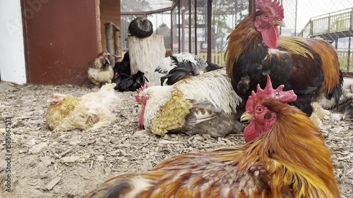 Colorful chickens engage in various activities in a sunny farmyard, presenting their unique plumage and social interactions. The scene captures the lively essence of farm life as they explore.