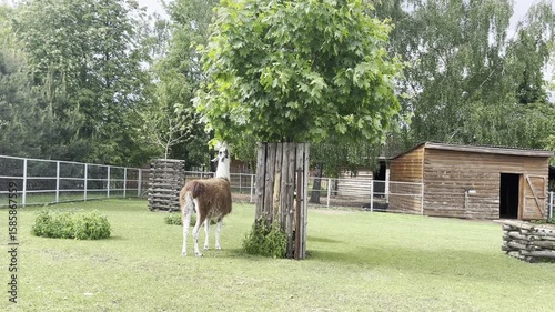 Two llamas explore their grassy enclosure at an animal sanctuary, playfully navigating around a tree while enjoying the afternoon sunshine in a tranquil setting.