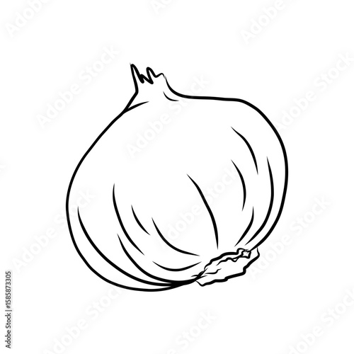 Hand drawn vector illustration of isolated line art onion bulb white background, outline vegetable icons for organic product design, eco-friendly packaging, education coloring book and food ingredient