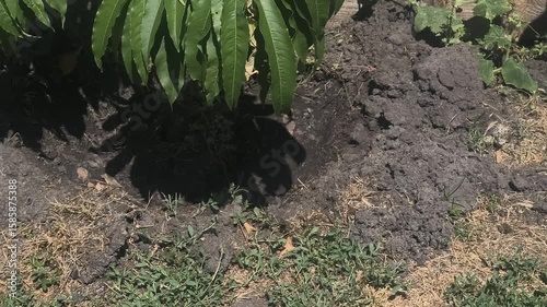 dry earth. Cracked black earth. Dry summer. Insufficient soil moisture. Lack of moisture in the soil. Dry cracked land ground, rotating, turning, top view