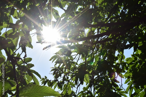 Les rayons du soleil à travers les branches
