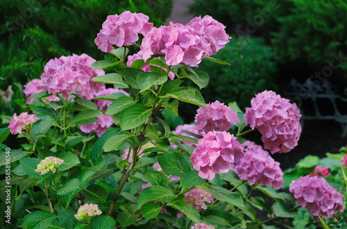 Lush flowering of pink hydrangeas in the garden
