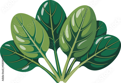 Fresh green spinach leaves arranged together transparent png vector