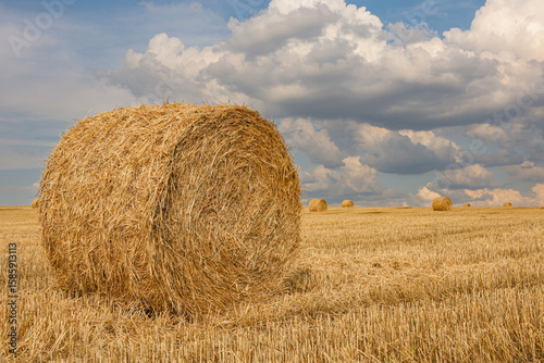 Hay Bales on Harvested Wheat Field – Agriculture and Agrarian Industry Concept
