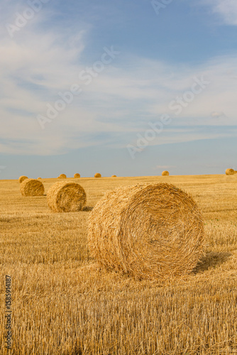Hay Bales on Harvested Wheat Field – Agriculture and Agrarian Industry Concept