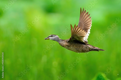 great crested cormorant