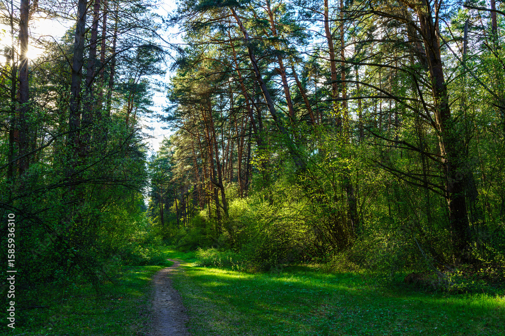 Fototapeta premium Forest path winding through green trees. Sunlit park landscape. Outdoor escape and natural scenery for relaxation.