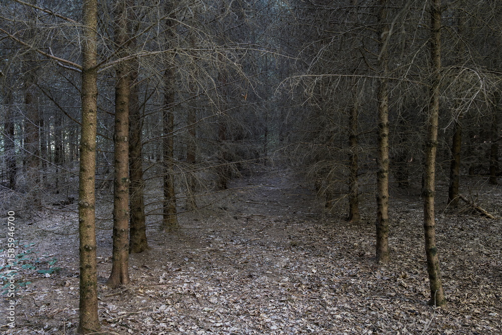 Naklejka premium Dense dried out fir trees in a forest. Moody gray scene, low natural ambient light, wide angle view, no people