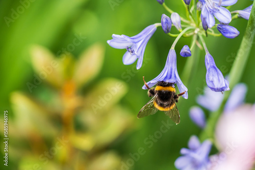A White-tailed Bumblebee (Bombus lucorum) gathering pollen and nectar on an purple Agapanthus plant in a garden.