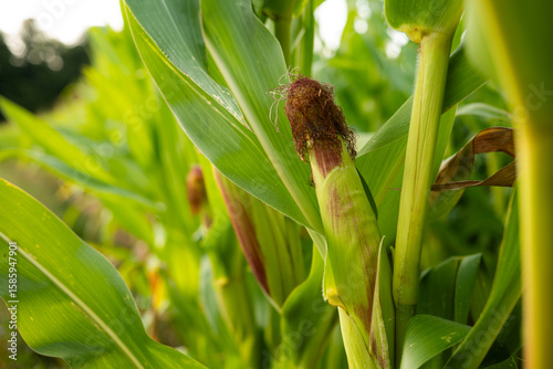 Sweet corn cob with leaves and silk on a stalk before harvest. Close up detail shot, summer sunset light, no people