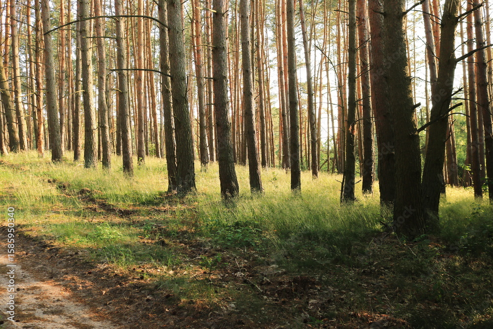 Naklejka premium Nieśmiały las