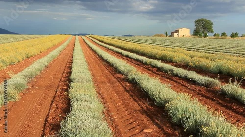 Moisson   d'immortelles sur le plateau de Valensole.